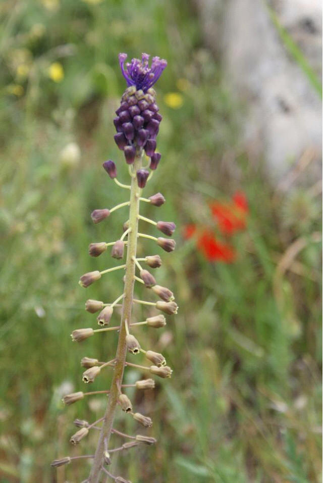 Şiliqbadir, Şeblebo