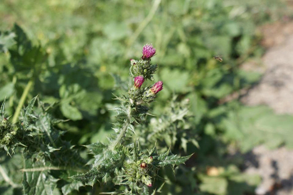 Kerbeş reş